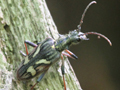 Rhagium bifasciatum